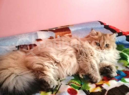 Muhteşem Kalite British Longhair Ny 25 görsel