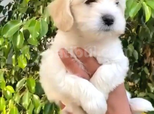 Muhteşem Maltese Terri̇er Yavrulari görsel