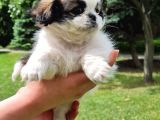 Vonalpet Garanti̇si̇yle Mükemmel Kali̇tede Shi̇h Tzu Yavrularimiz