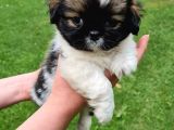 Vonalpet Garanti̇si̇yle Mükemmel Kali̇tede Shi̇h Tzu Yavrularimiz