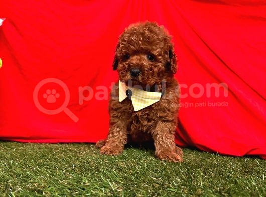 Safkan Toy Poodle Yavrularımız görsel