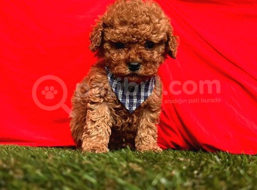 Safkan Toy Poodle Yavrularımız görsel
