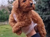 VONALPET GARANTİSİYLE MÜKEMMEL KALİTEDE POODLE YAVRULARIMIZ