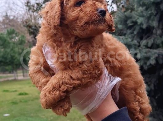 Vonalpet Garanti̇si̇yle Mükemmel Kali̇tede Poodle Yavrularimiz