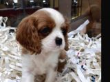 Vonalpet Garanti̇si̇yle Mükemmel Kali̇tede Cavali̇er Ki̇ng Charles  Yavrularimiz