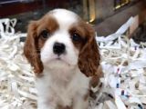 Vonalpet Garanti̇si̇yle Mükemmel Kali̇tede Cavali̇er Ki̇ng Charles  Yavrularimiz