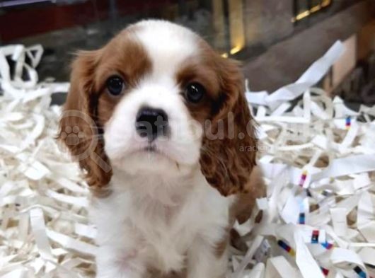 Vonalpet Garanti̇si̇yle Mükemmel Kali̇tede Cavali̇er Ki̇ng Charles  Yavrularimiz görsel