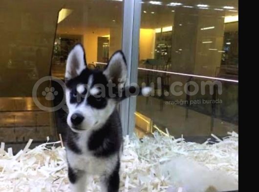 Vonalpet Garanti̇si̇yle Mükemmel Kali̇tede Si̇bi̇rya Kurdu  (Husky)  Yavrularimiz görsel