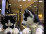 Vonalpet Garanti̇si̇yle Mükemmel Kali̇tede Si̇bi̇rya Kurdu  (Husky)  Yavrularimiz