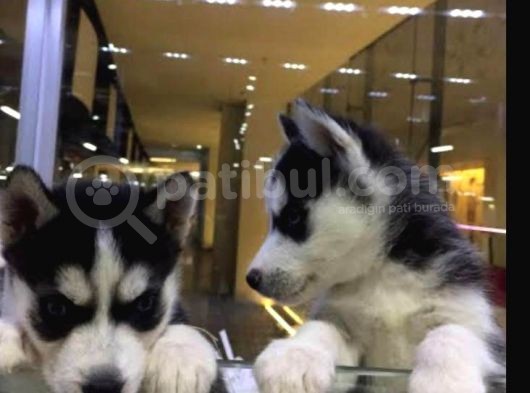 Vonalpet Garanti̇si̇yle Mükemmel Kali̇tede Si̇bi̇rya Kurdu  (Husky)  Yavrularimiz görsel