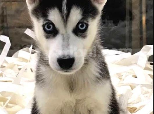 Vonalpet Garanti̇si̇yle Mükemmel Kali̇tede Si̇bi̇rya Kurdu  (Husky)  Yavrularimiz