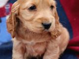Baby Face Kali̇teli̇ Cocker Yavrulari