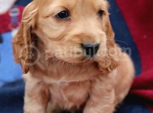 Baby Face Kali̇teli̇ Cocker Yavrulari görsel