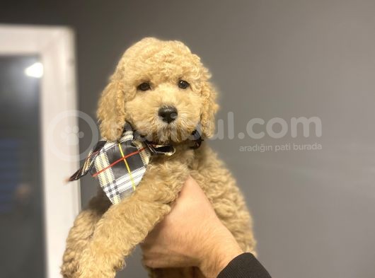 Standart Dev Boy Poodle Bebekler görsel