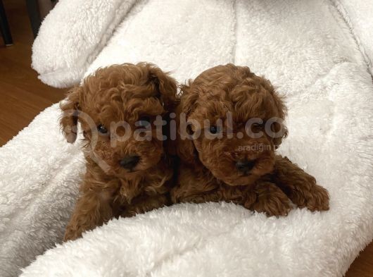 Red Aşılı Sağlıklı Toy Poodle Yavrular görsel
