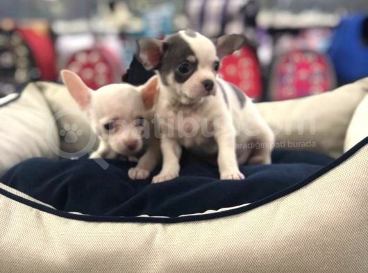Vonalp Pet Garanti̇li̇ Chi̇huahua Yavrularimiz görsel