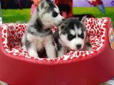 Vonalp Pet Garanti̇li̇ Si̇bi̇rya Kurdu (Husky) Yavrularimiz