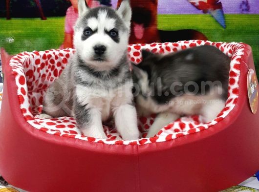 Vonalp Pet Garanti̇li̇ Si̇bi̇rya Kurdu (Husky) Yavrularimiz görsel