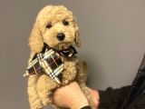 STANDART DEV BOY POODLE BEBEKLER