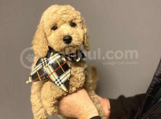 Standart Dev Boy Poodle Bebekler