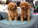 Vonalp Pet Garanti̇li̇ Toy Poodle Yavrularimiz