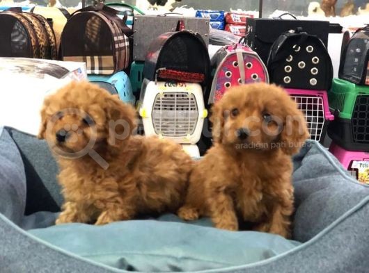 Vonalp Pet Garanti̇li̇ Toy Poodle Yavrularimiz görsel