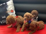 Anne Altından Red Toy Poodle Yavrular