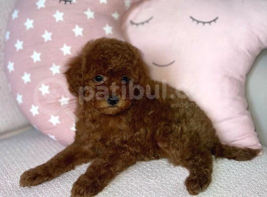 Red Brown Toy Poodle Yavrular görsel