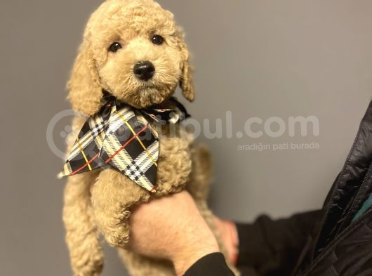 Standart Dev Boy Poodle Bebekler görsel