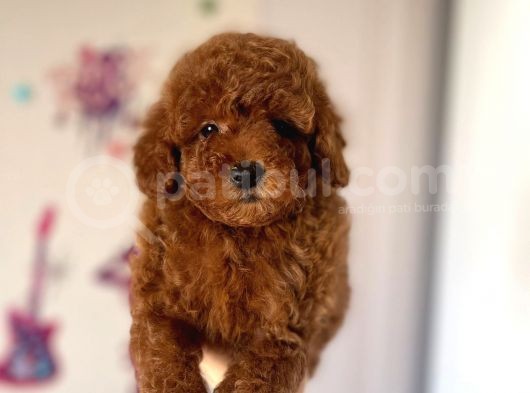 Red Brown Toy Poodle Yavrular görsel