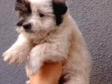 Kahve Beyaz Maltipoo Bebeklerimiz