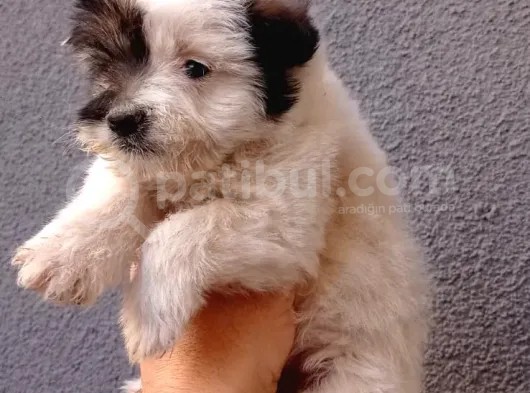 Kahve Beyaz Maltipoo Bebeklerimiz görsel