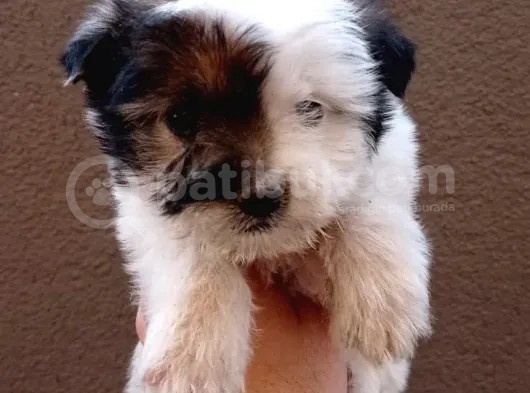 Kahve Beyaz Maltipoo Bebeklerimiz