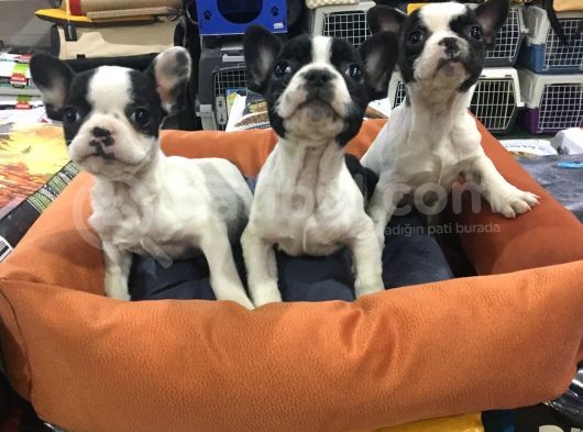 Vonalp Pet Garanti̇li̇ French Bulldog Yavrularimiz