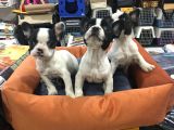 Vonalp Pet Garanti̇li̇ French Bulldog Yavrularimiz