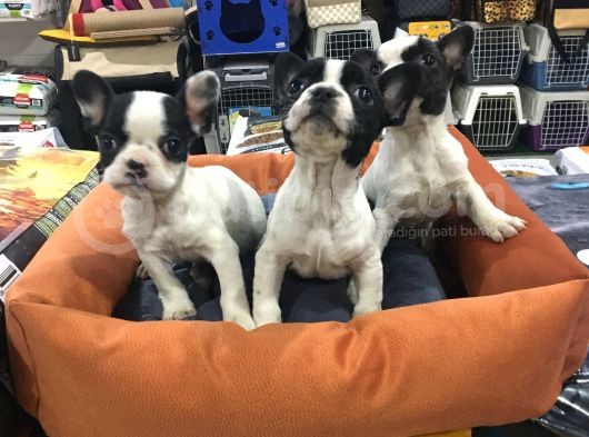 Vonalp Pet Garanti̇li̇ French Bulldog Yavrularimiz görsel