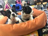 Vonalp Pet Garanti̇li̇ French Bulldog Yavrularimiz