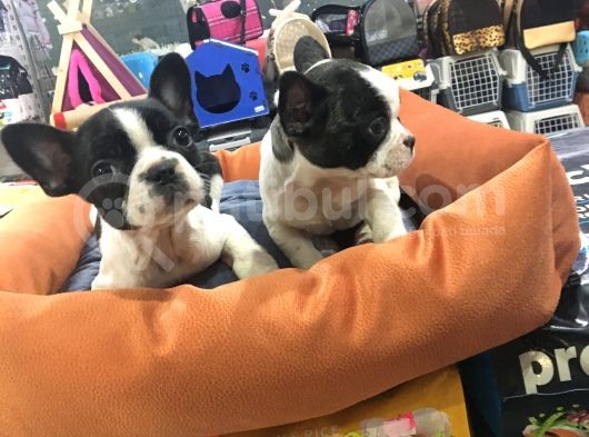 Vonalp Pet Garanti̇li̇ French Bulldog Yavrularimiz görsel