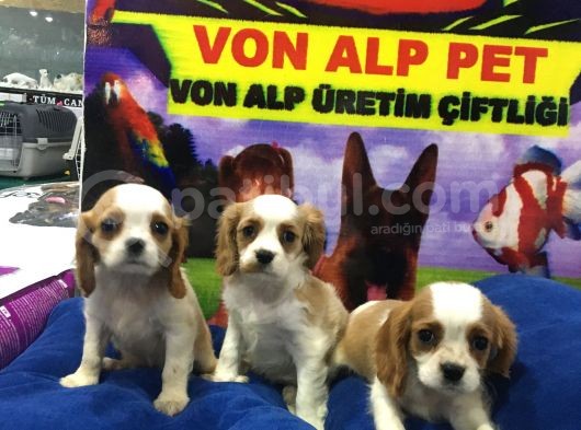 Vonalp Pet Garanti̇li̇ Cavali̇er Ki̇ng Charles Yavrularimiz