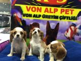 Vonalp Pet Garanti̇li̇ Cavali̇er Ki̇ng Charles Yavrularimiz