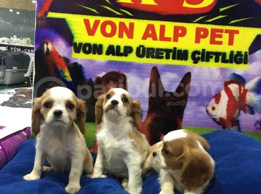 Vonalp Pet Garanti̇li̇ Cavali̇er Ki̇ng Charles Yavrularimiz görsel