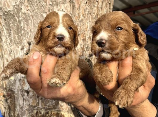 Mükemmel Cavapoo Bebeklerimiz görsel