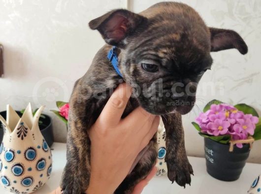 Acill French Buldog Kardeşler Uygun görsel
