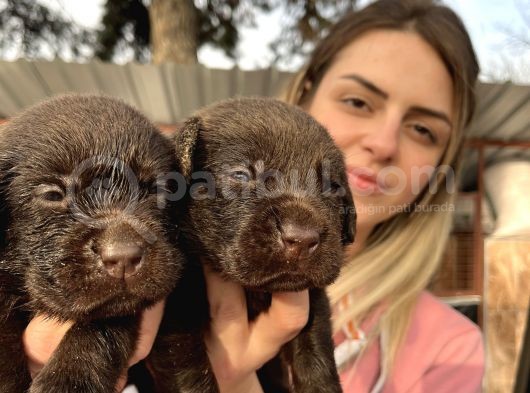 Çikolata Labrador Yavrularımız