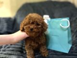 EN İYİ GÖRSEL TOY POODLE YAVRULAR