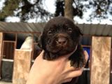 Çikolata Labrador Yavrularımız