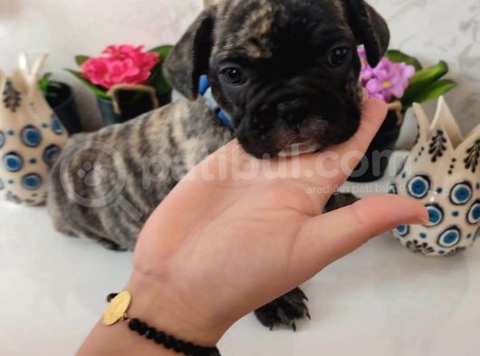 Acill French Buldog Kardeşler Uygun görsel