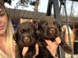Çikolata Labrador Yavrularımız