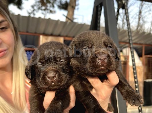 Çikolata Labrador Yavrularımız görsel