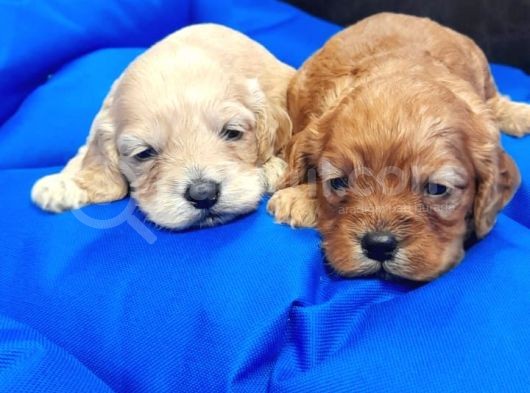 İstanbul Köpek Çiftliği'Nden Orjinal Maltipoo Yavrular görsel